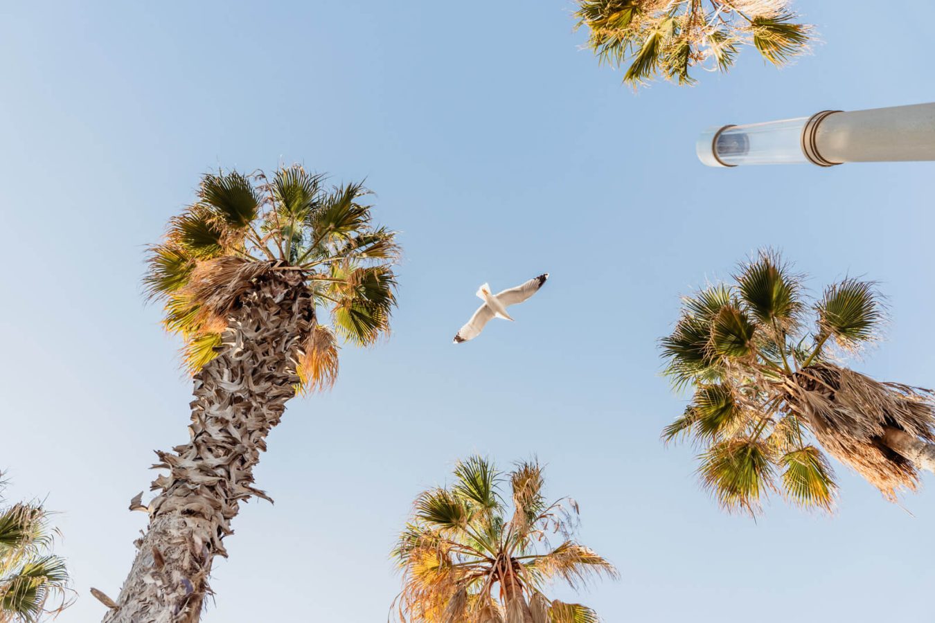 Marriage proposal Photographer beach Barcelona
